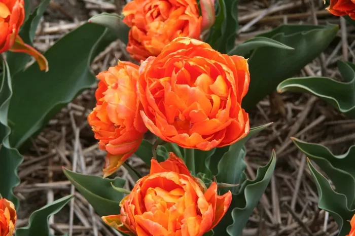 Tulipa ‚Orca‘ (Gefüllte Tulpe)