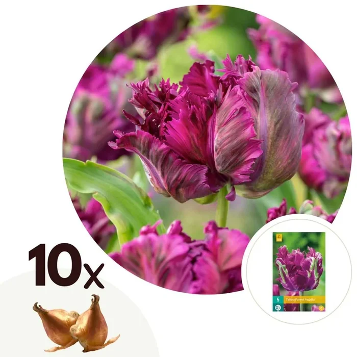 Tulipa ‚Parrot Negrita‘ – Tulips – Set of 10 – Dark Purple