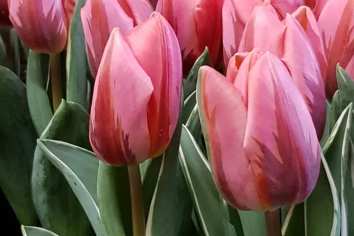 Tulipa ‚Pretty Princess‘ (Triumph-Tulpe)