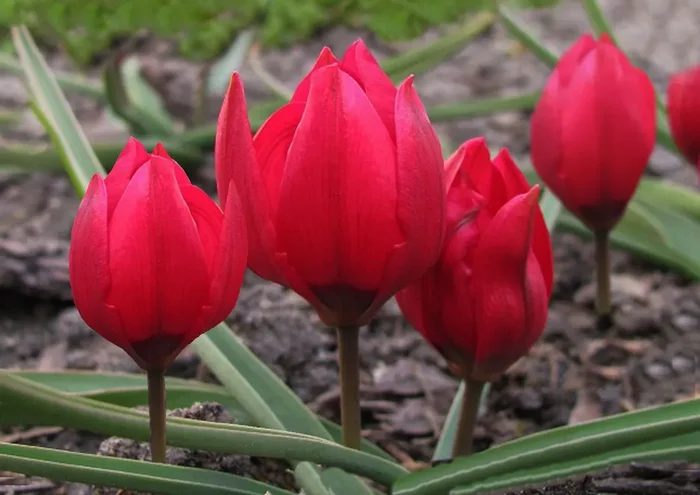 Tulipa humilis ‚Liliput‘ (Zwerg-Tulpe I Wildtulpe ‚Liliput‘)