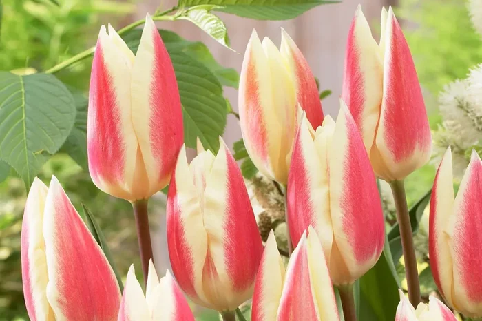 Tulipa kaufmanniana ‚Hope‘ (Seerosen-Tulpe)