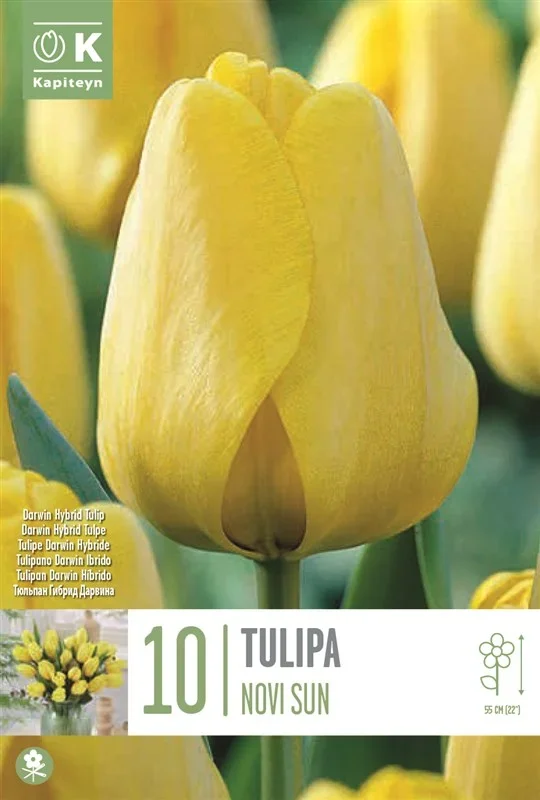 TULIPA NOVISUN