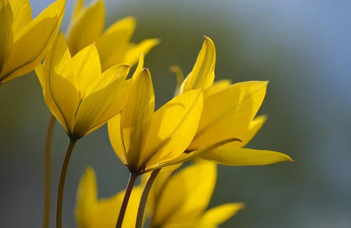Tulipa sylvestris (A1081) „Bio“