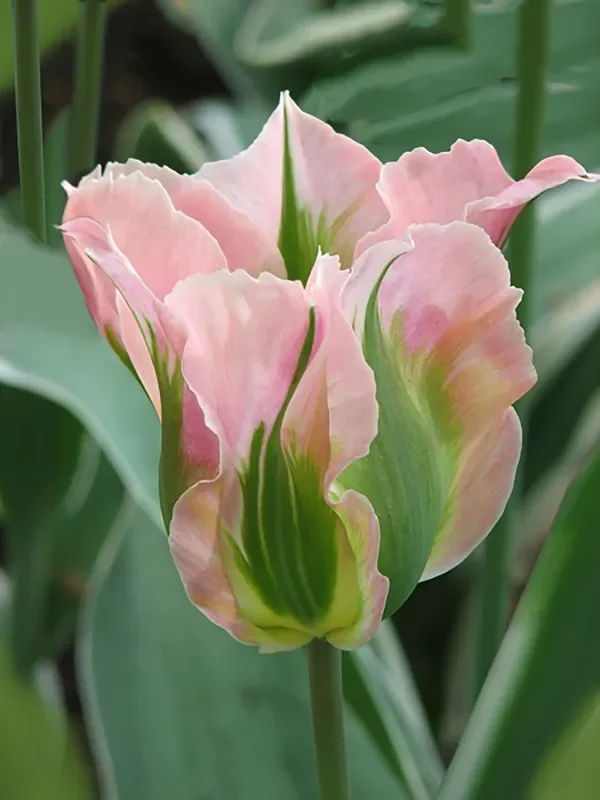 Tulipa viridiflora ‚China Town‘ (Viridiflora-Tulpe)