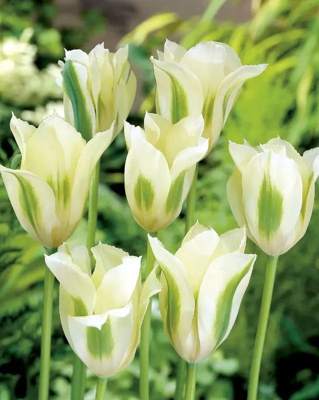Tulipa viridiflora ‚Spring Green‘ (Tulpe)