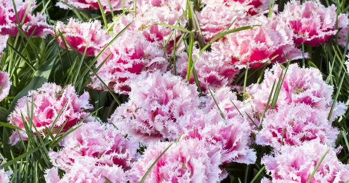 Tulpe ‚Queensland‘