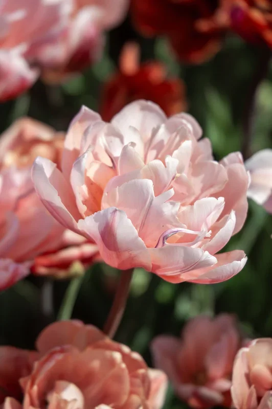 Tulpe „Coral Blush“ – 10 Zwiebeln