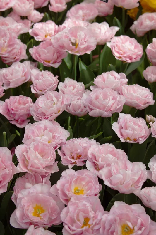 Tulpe „Mariage“ – 10 Zwiebeln