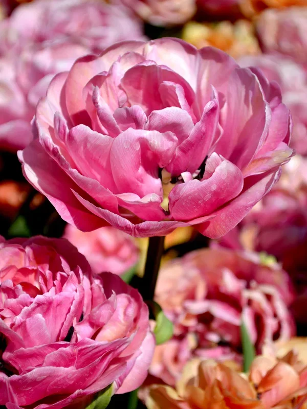 Tulpe Amazing Grace