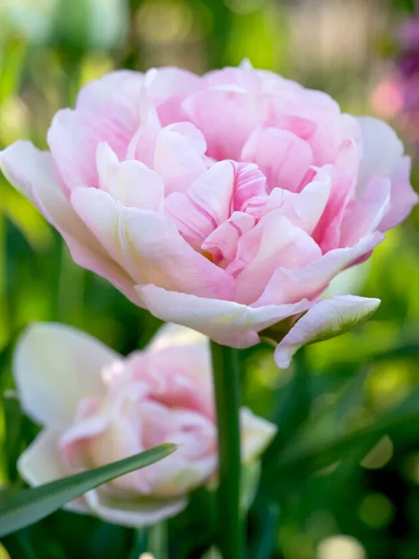 Tulpe Angelique