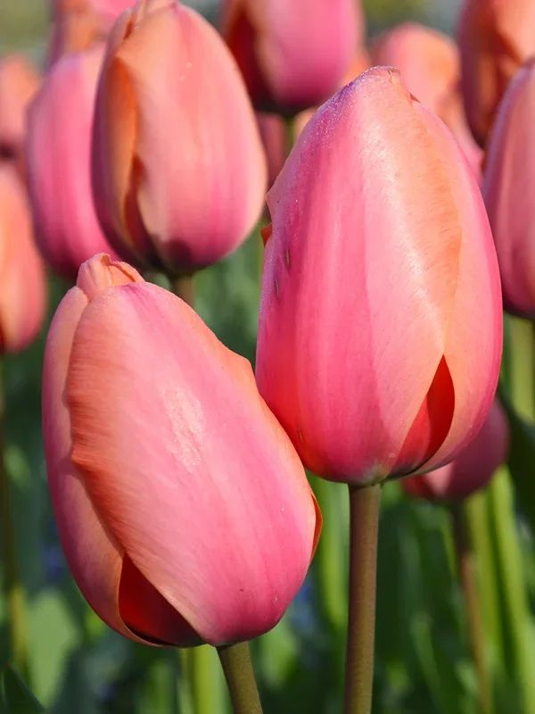 Tulpe Apricot Impression