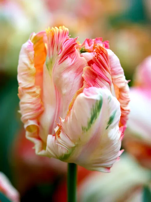 Tulpe Apricot Parrot
