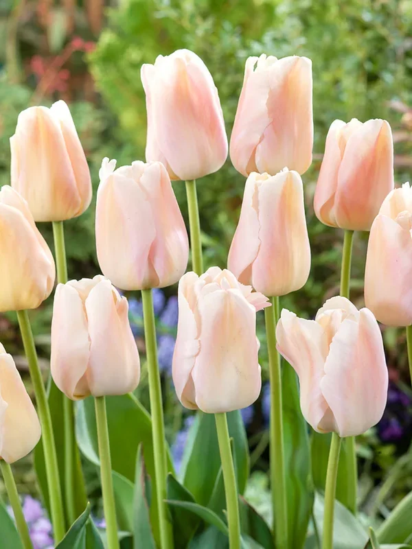 Tulpe Apricot Pride