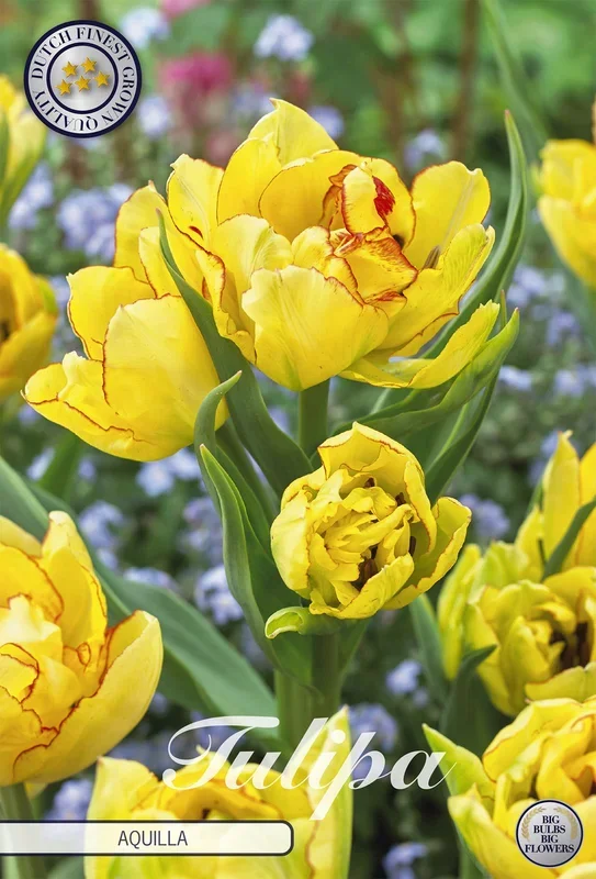 Tulpe Aquilla (7 Stück)