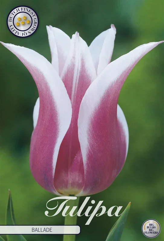 Tulpe Ballade (7 Stück)