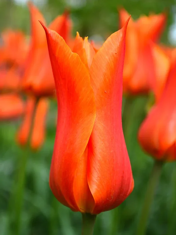 Tulpe Ballerina