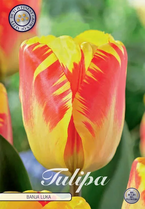 Tulpe Banja Luka (10 Stück)