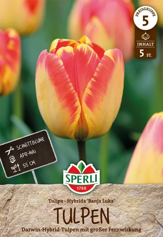 Tulpe Banja Luka (5 Stück)