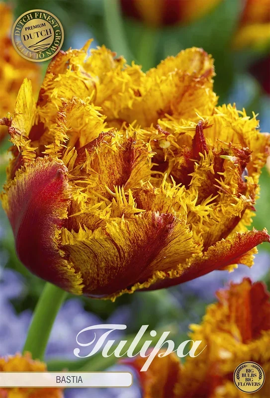 Tulpe Bastia (7 Stück)