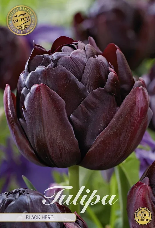 Tulpe Black Hero (7 Stück)
