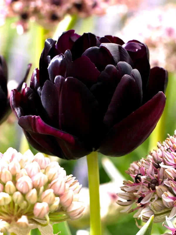 Tulpe Black Hero