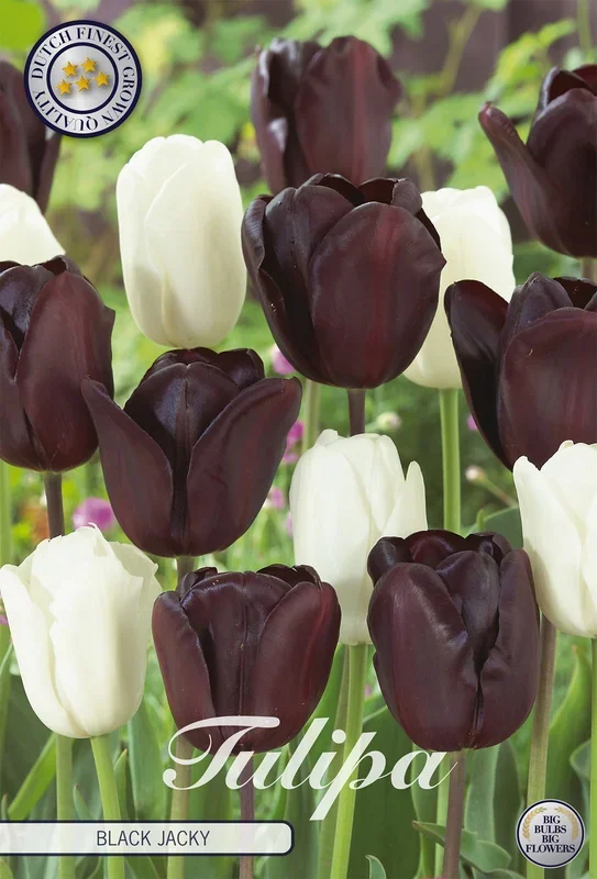 Tulpe Black Jacky (10 Stück)