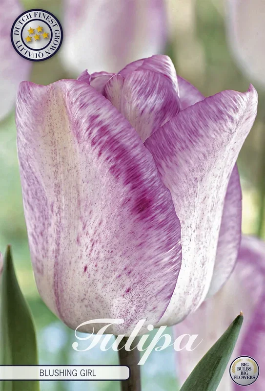 Tulpe Blushing Girl (7 Stück)