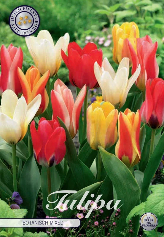 Tulpe Botanical Mix (10 Stück)