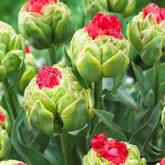 Tulpe Bull’s Eye Bestellnummer 5563008
