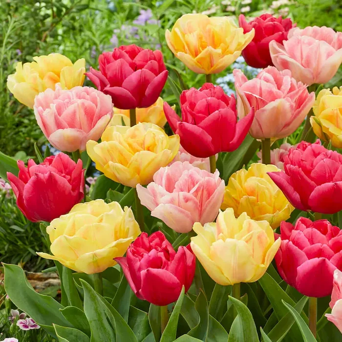 Tulpe Double Dancers Bestellnummer 5564356
