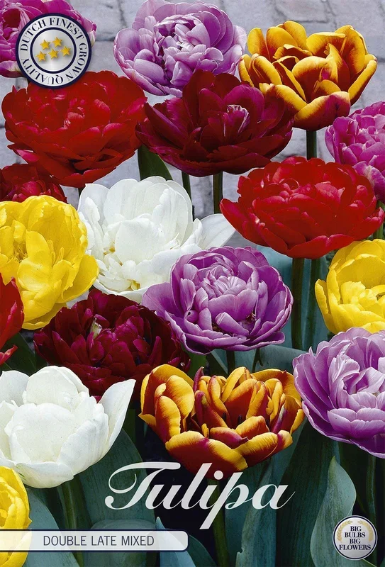 Tulpe Double Mix (15 Stück)