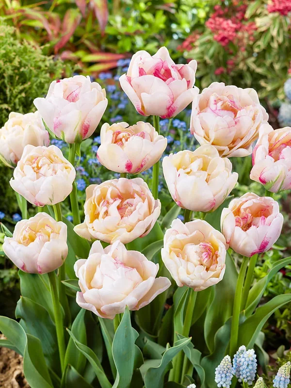 Tulpe Double Shake