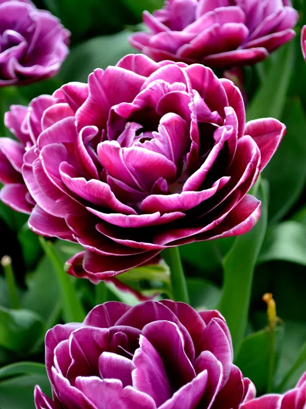 Tulpe Dream Touch