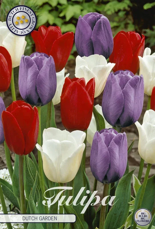 Tulpe Dutch Garden (10 Stück)
