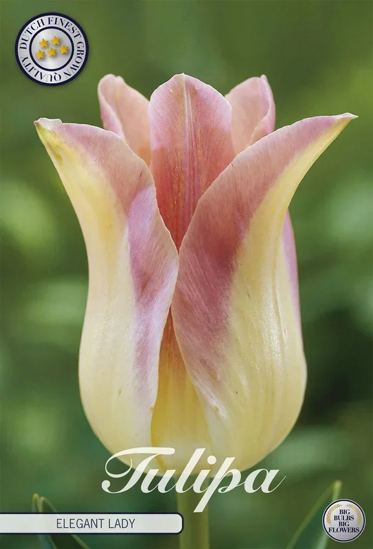 Tulpe Elegant Lady (7 Stück)
