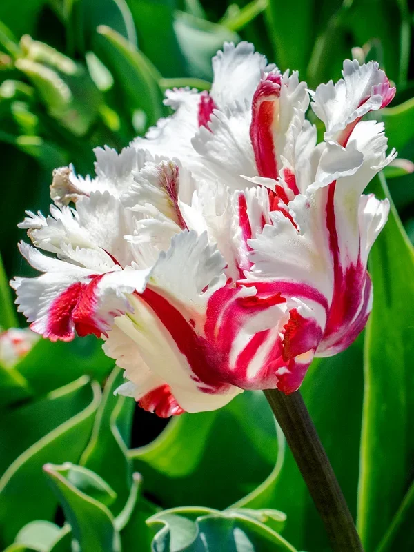 Tulpe Estella Rijnveld