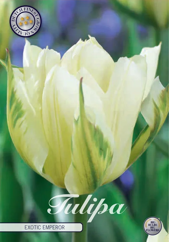 Tulpe Exotic Emperor (7 Stück)