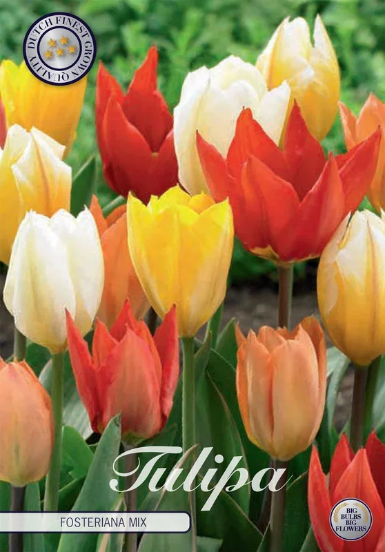 Tulpe Fosteriana Mix (10 Stück)