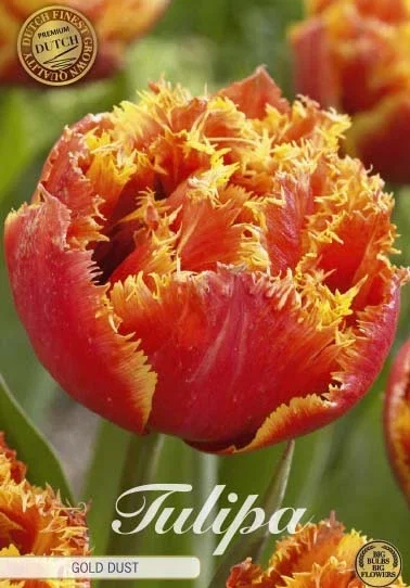 Tulpe Gold Dust (premium) (7 Stück)