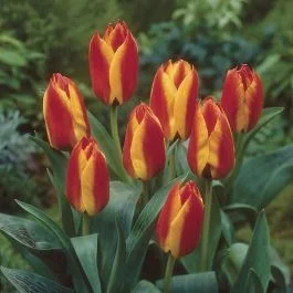 Tulpe greigii Charmeuse 11/12 cm x 10