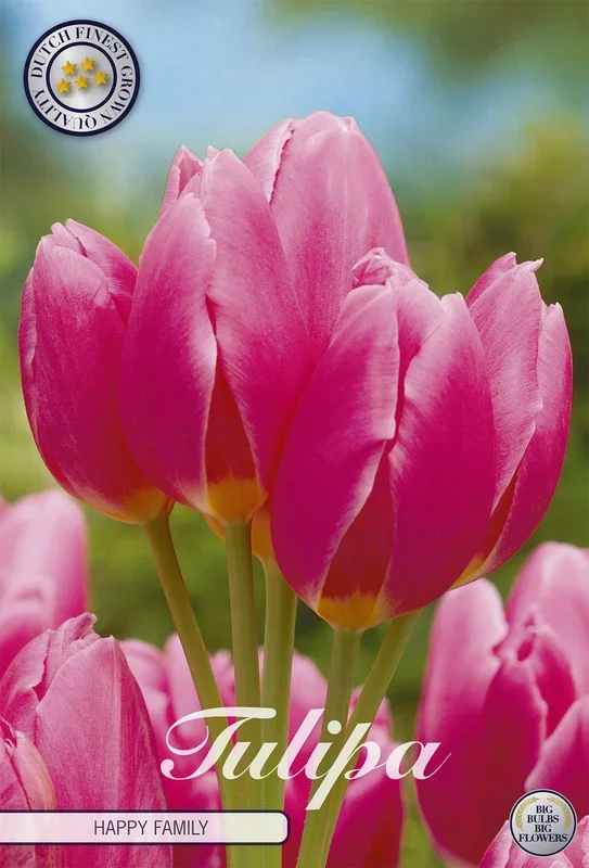 Tulpe Happy Family (7 Stück)