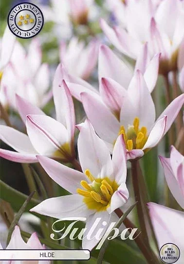 Tulpe Hilde (10 Stück)