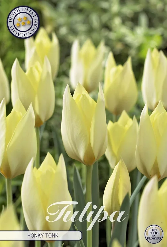 Tulpe Honky Tonk (10 Stück)