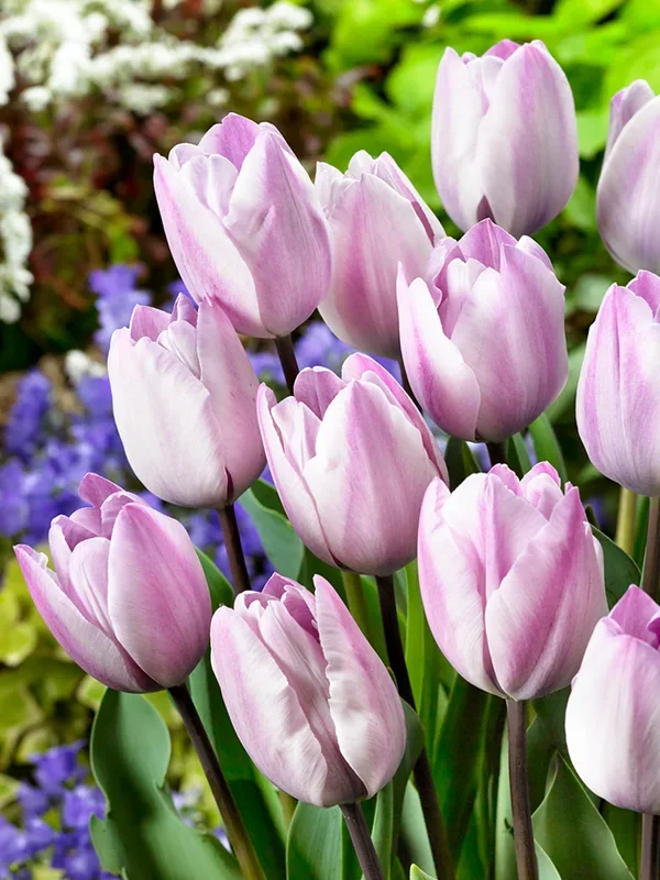 Tulpe Jacuzzi