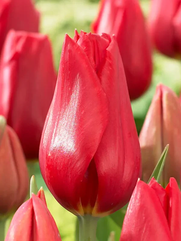 Tulpe Kingsblood