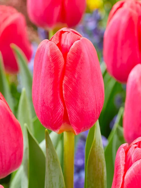Tulpe Lipstick