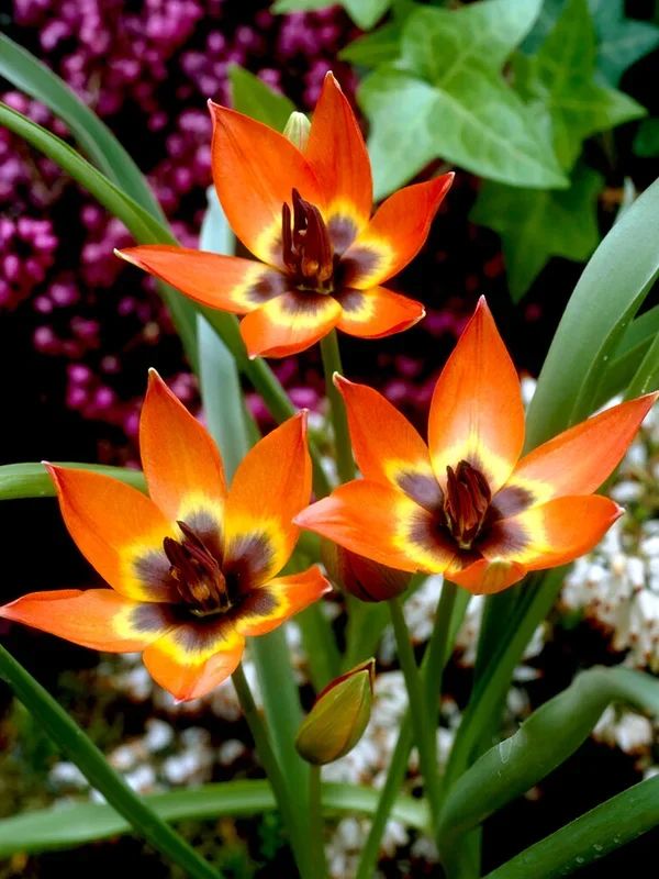Tulpe Little Princess