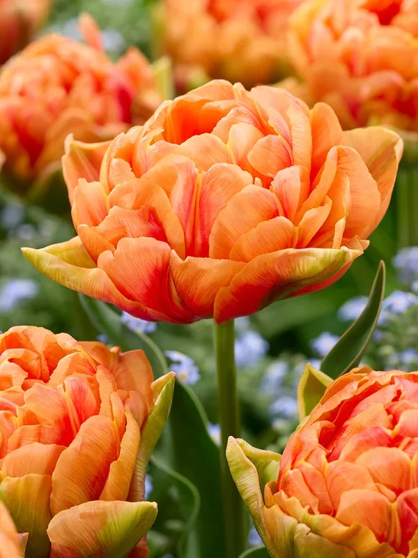 Tulpe Orange Flavour