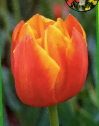 Tulpe orange