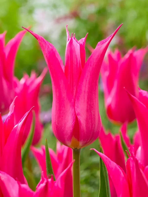Tulpe Oriental Pearl